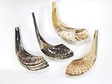 10"-12" Traditional Ram's Horn Shofar from Israel