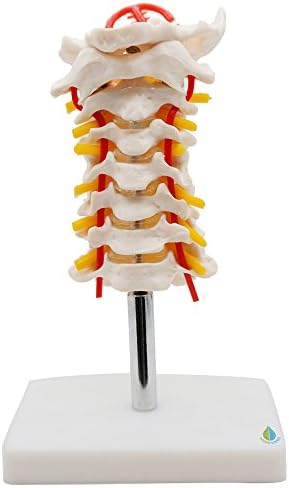 Cervical Vertebral Column Model with Neck Artery,Kouber Human Anatomical Model,5" x 5" x 8"
