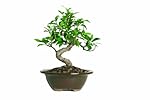 Brussel's Golden Gate Ficus Bonsai