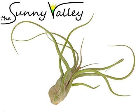 Tillandsia Aire Plantas Colección Interior Hogar Flor Planta para ...
