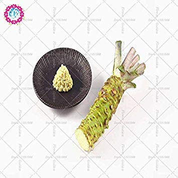 50pcs Wasabi Seeds Japanese Horseradish Seed Vegetable For Planting Easy |  Desertcart Belize