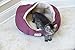 Armarkat Cat Bed 18-Inch Long C08HJH/MH, Burgundy and Beige
