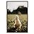 signwin Framed Canvas Wall Art Single Bird Birds Expressive Farmhouse/Country Multicolor Photography Portrait Single - 16x24 inches