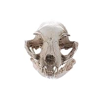 XDH-RTS Realistic Lifelike Cat Skull Replica Lab Teaching Skeleton Model Collectibles Taxidermy Animal Bones Unique Decor