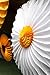 6-Piece Sunflower and Daisy Flower Theme Decorations Tissue Paper Fan Party Supplies Perfect for Classroom Baby Shower Wedding Birthday Backdrop Garland (Two 24 inch, Two 16 inch, Two 9.5 inch.)