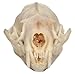 Real Bone Mink Skull
