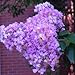 Muskogee Crape Myrtle 'Lagerstroemia indica x fauriei' - 12" Tall Healthy Potted Plants - 3 pack
