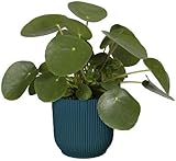 elho Vibes Fold Round 22 Flower Pot 100% Recycled Plastic Ø22cm Blue view 11
