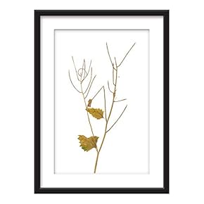 Framed Wall Art - Dried Plant Specimen - Giclee Printed Art in Black Picture Frames White Matting - 23x31 inches