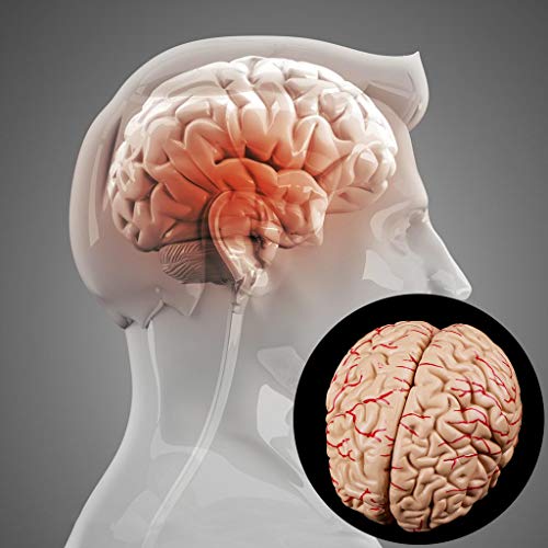 Abicial Disassembled Anatomical Human Brain Model Anatomy Medical Teaching Tool - Thumbnail 2