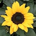 thumbnail image 2 of 30 Dwarf Sunflower Seeds – Helianthus Annuus, Incredible Dwarf Variety 2 of 6