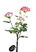 Aketek Outdoor Solar Powered 3 LED Rose Flower Light Lamp Stake for Home Garden Yard Lawn Path Way Party Decorative Landscape LED Rose Lights, Great for Gift(Pink)