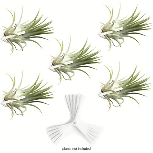 Air Plant Holder for Vertical Garden 5 Pack Wall Planter for House Plants, Hanging Plant and Tillandsia Air Plants Living Wall Terrarium. Great Wall Decorations for Living Room | No plants included W5