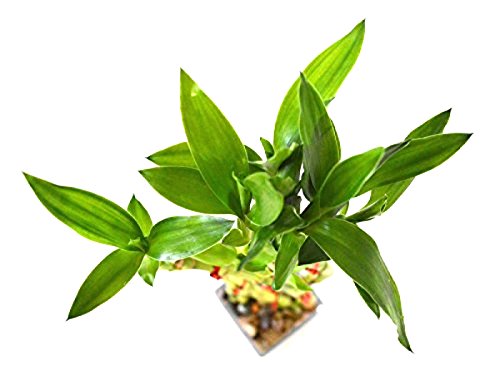 HOT Live 8 Braided Lucky Bamboo Plant Handmade -Pebble & Vase Easy to grow Gift Idea