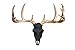 Wall Charmers Large Black + Gold Faux Deer Skull - 21