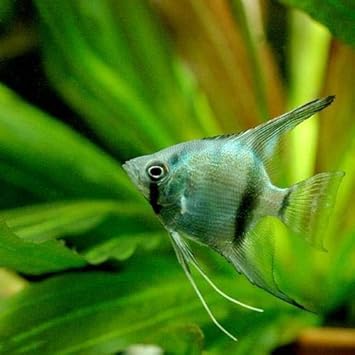 Amazon 熱帯魚 エンゼルフィッシュ ブルー 国産ブリード １匹 北海道 九州航空便要保温 Charm チャーム 観賞魚 水中生物 通販