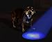 Ciao Chow Compact and Bright LED UV Blacklight Flashlight - Pet Urine Detector Kit - Free Safety Glasses, Batteries, and User Guide Included