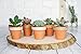My Urban Crafts 40 Pcs Small Mini Clay Pots 2.1 inch Mini Terracotta Pots Clay Ceramic Pottery Planter Cactus Flower Pots Succulent Nursery Pots for Indoor/Outdoor Mini Plant, Crafts, Wedding Favors