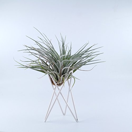Pack of 2 Tabletop Standing Air Plant Holder Air Plant Stand Air Plant Container Xerographica Air Plant Holder Air Plant Support Tillandsia Air Plant Stand (White)
