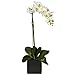 Nearly Natural Phalaenopsis Orchid with Black Vase Silk Arrangement (Set of 2)