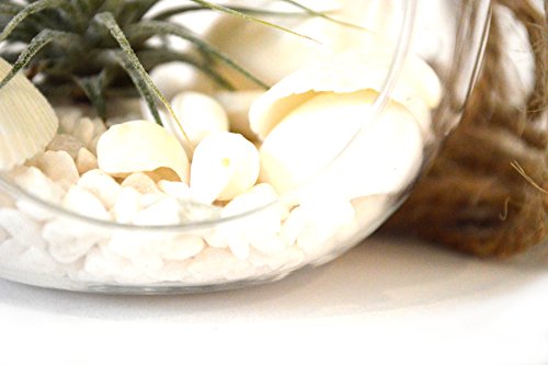 9GreenBox - Air Plant - Terrarium Kit with White Sand and Sea Shells