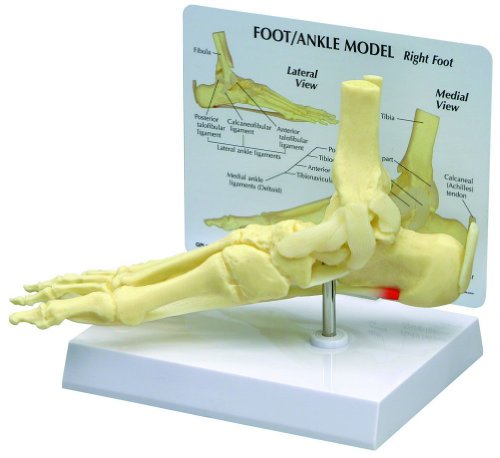 Foot and ankle bone joint anatomical model