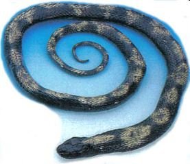 Phil Seltzer Adult Python-Lifelike Rubber Replica, 62"