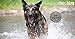 Mockins Set of 2 | 100% Waterproof and Rechargeable Electronic Remote Training Dog Collar | Shock Collar for Dogs with 990 ft Range E Collar,Beep and Vibration Easy Use for Big, Medium and Small Dogthumb 2