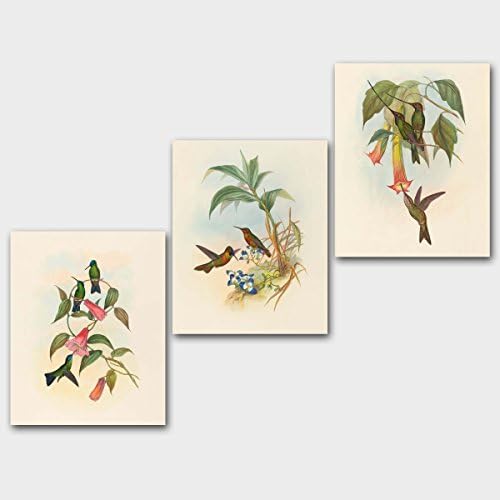 Hummingbird Art Prints (Botanical Bird Print, Tropical Wall Art) Set of 3 - Unframed