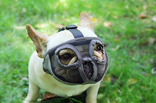 muzzle for a boston terrier