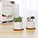 T4U Small White Succulent Planter Pots with Bamboo Tray Hexagon Set of 2, Geometric Ceramic Cactus Plant Holder, Succulent Plant Gifts for Gardener Women Coworker, Home Office Table Desk Decoration