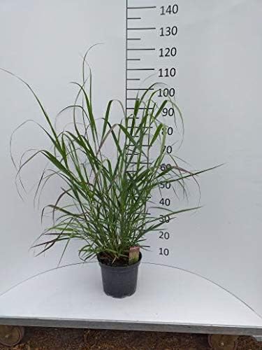 Spath Staude Im Topf Ruten Hirse Warrior Rot Braun Bluhend Graser Mehrjahrig 1 Pflanze Amazon De Garten