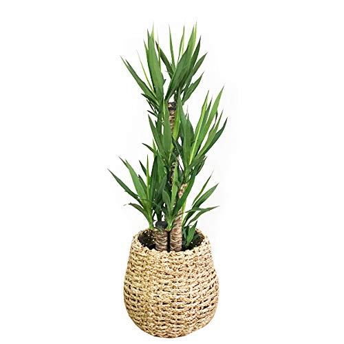 夏セール開催中 Max80 Off 大型 中型 観葉植物 寒さに強い 手編みバスケット付き ８号 ユッカ インテリア B07jwbg1th 青年の木 グリーン観葉植物 Www Circu Net