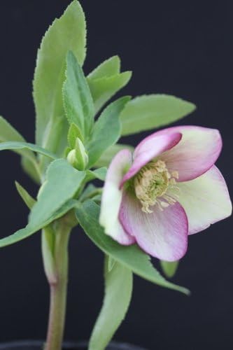 Amazon ｸﾘｽﾏｽﾛｰｽﾞﾌﾟﾁﾄﾞｰﾙ10 5cmﾎﾟｯﾄ その他 Diy 工具 ガーデン