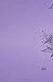 MEV Bible SpiritLed Woman Lavender Leatherlike: Modern English Version