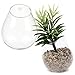 MyGift Clear Glass Wall Mounted Plant Terrariums/Hanging Display Planter Vases Pots Decor - Set of 2