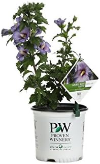 Azurri Blue Satin Rose of Sharon