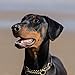 2020 Doberman Pinschers 16 Month 12 x 12 Wall Calendar by Bright Day Calendars (Doberman Pinschers 2019)
