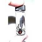 Bicbugs, LLC REAL BLACK WIDOW SPIDER LATRODECTUS MACTANS PRESERVED IN VIAL WET SPECIMEN