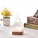 F FOXKEY Creative Stylish Desktop Drops Storm Glass Crafts Weather Bottle Forecast Bottle Barometer (Mini-612)