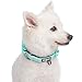 Blueberry Pet Soft & Safe 3M Reflective Neoprene Padded Dog Collar - Mint Blue, Small, 12