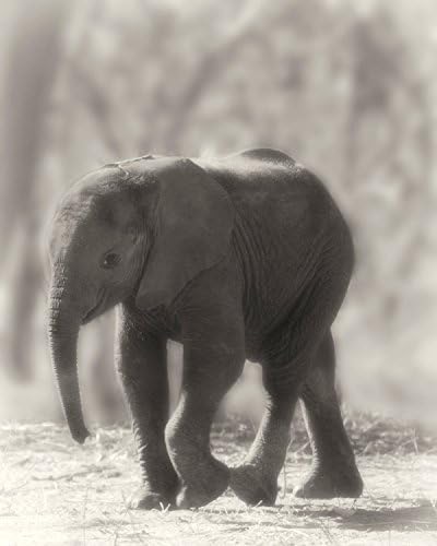 Animal Photography Wall Art Baby Elephant Nature Photography Wildlife Nursery Décor Girl's Room Décor Art For Girls
