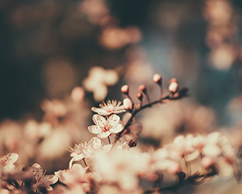 iCandy Products Inc Cherry Blossom Home Wall Decor Art Decorations Prints - 8x10