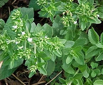 GEOPONICS 50 Seeds of Stevia Sweet Sweet Leaves: Amazon.es: Jardín