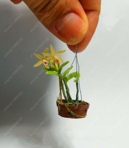 100 Pc Sacchetto Rari Mini Orchidea Semi Di Orchidea Phalaenopsis Indoor Miniatura Semi Di Fiori Giardino Bonsai Orchidea In Vaso Giardino Di Casa Piante 2 Amazon It Giardino E Giardinaggio