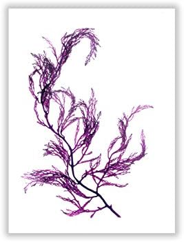 Seaweed Print No. 04 in purple, Large Coastal Decor Print
