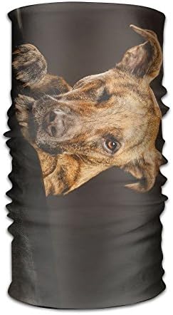 Dog Muzzle Paws Cute Images DIY Pattern Headband Bandana Mask Sports Seamless Breathable Hair Band Turban For Workout, Fitness, Running, Cycling, Yoga