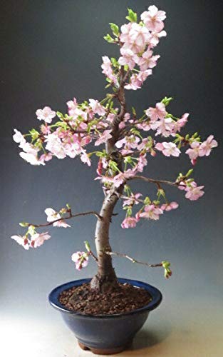 ベスト河津 桜 盆栽 すべての美しい花の画像