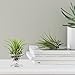 Air Plant Holder,3 Pack Stainless Steel Air Plant Holder Container Tabletop Stand Vase Pot for Hanging Air Plant Small Tillandsia Mini Cactus Faux Plants Indoor Wall Home Decor