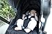 Ergobaby 180 Reversible Stroller Comfort Cushion
